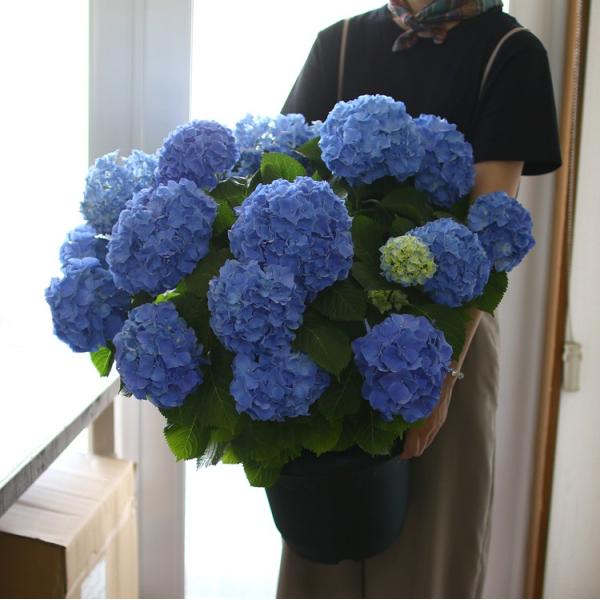 hanaururu_hati-ajisai-sblue