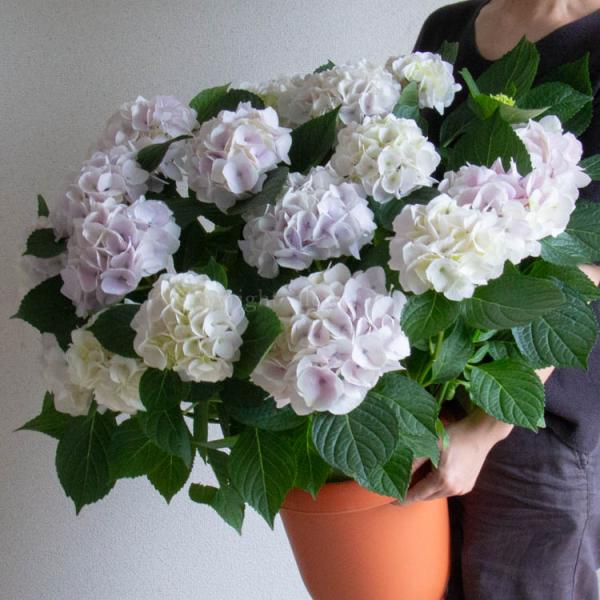 圧倒的高評価 ハイドランジア アジサイ 寿 4号鉢 超希少 おしゃれ Iguazuturismo Gob Ar