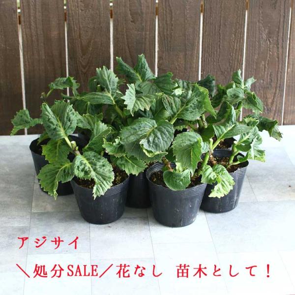 【花苗】ハイドランジア スターリットスカイ タグ付き正規品 紫陽花 あじさい 楽天市場】【屋外管理苗】アジサイ スターリットスカイ 4号苗