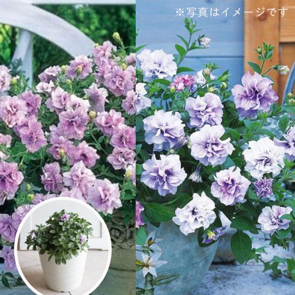 猛暑でも咲き誇る タキイ種苗の高級 八重咲き ペチュニア 縦長 プランター 寄せ植え ドレスアップ　8号鉢『ラベンダーピンクアイス×ラベンダー』