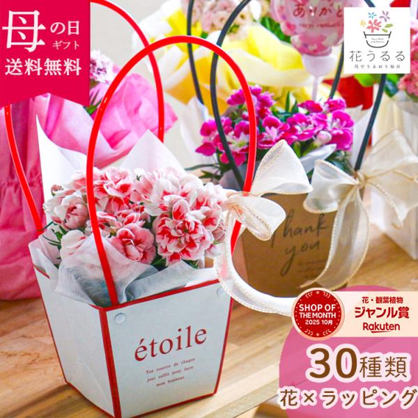 ＼母の日 花うるる／選べるギフトバッグ・韓国風フリルラッピング アレンジ 『カーネーション・カランコエ』 2026 花 鉢植え おしゃれ 珍しい 鉢 苗 春 夏