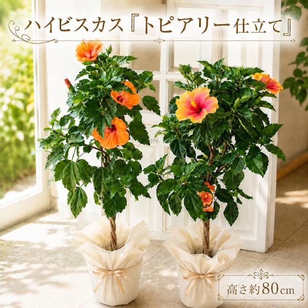 ＼花も樹形も楽しめる／ハイビスカス 『トピアリー仕立て』 鉢植え ミセスユミ・ハッピーオレンジ・レッドスター・クリスタルピンク（高さ約80cm前後）黄色
