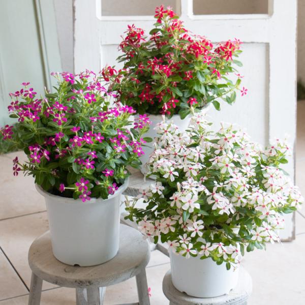 2鉢で送料無料／ニチニチソウ 鉢植え『夏花火』5号鉢 ( 日々草 夏花火