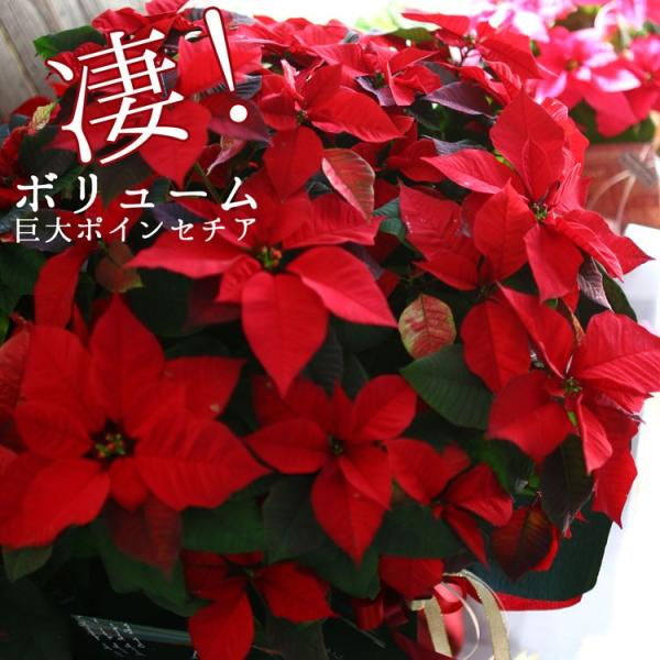 hanaururu_hati-poin-pura10