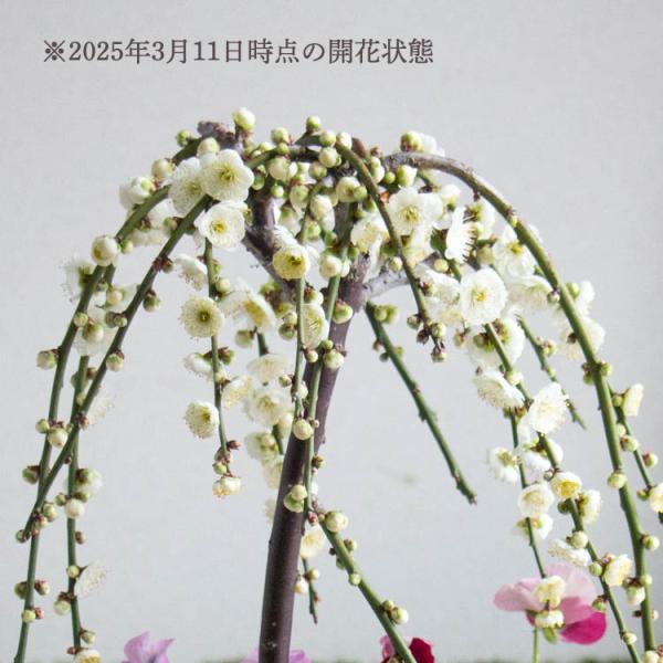 ※東北・北海道・沖縄へのお届けは送料別途500円が加算されます。ご了承ください。樹形がひとつひとつかなり違います。どんな形が届くかは原則おまかせとなりますのであらかじめご了承ください。※1週間以上のお取り置きはできません。花梅・・花形は端正...