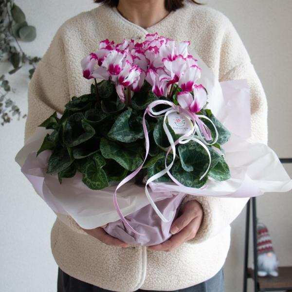 数量限定／フリル咲き シクラメン 鉢植え『ヴィクトリア』 5号鉢 高さ