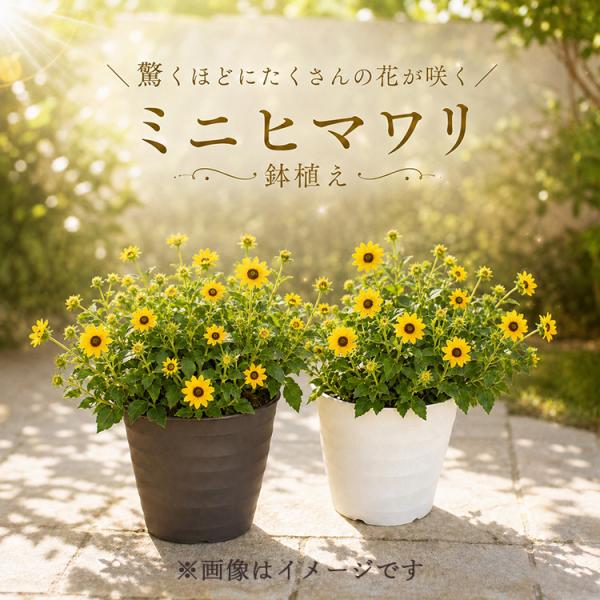 ＼ひまわりなのに、秋まで次々咲く／『ミニヒマワリ（縦長プランター）』サンメイジング ヒマワリ 鉢色選べる 完成品 夏 秋 誕生日 ギフト プレゼント 敬老
