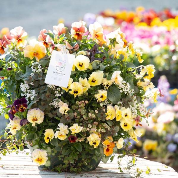 hanaururu_hb-ar-antique-dx