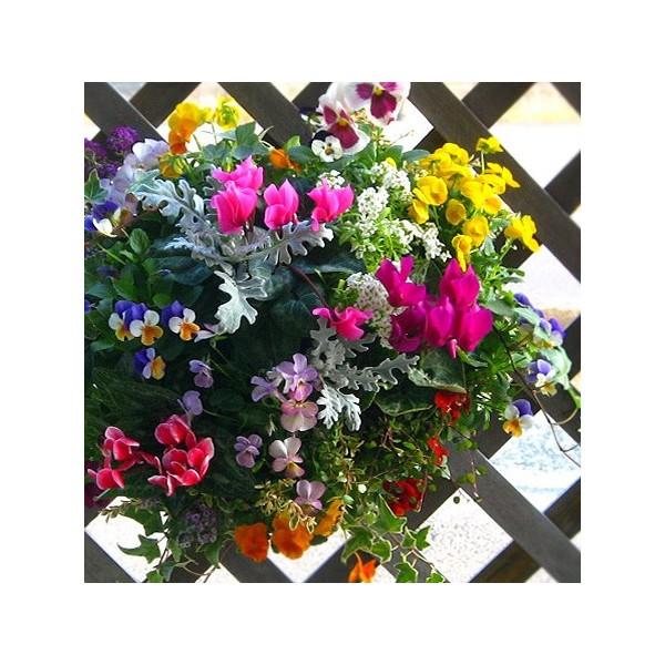 店長アレンジ 冬のハンギングバスケット寄せ植え Colors 寄せ植え 冬 ギフト ガーデニング 寄せ植え 苗 セット 誕生日プレゼント 新築祝いなど Hb Ar Colors13 花うるる ハンギング 寄せ植え通販 通販 Yahoo ショッピング