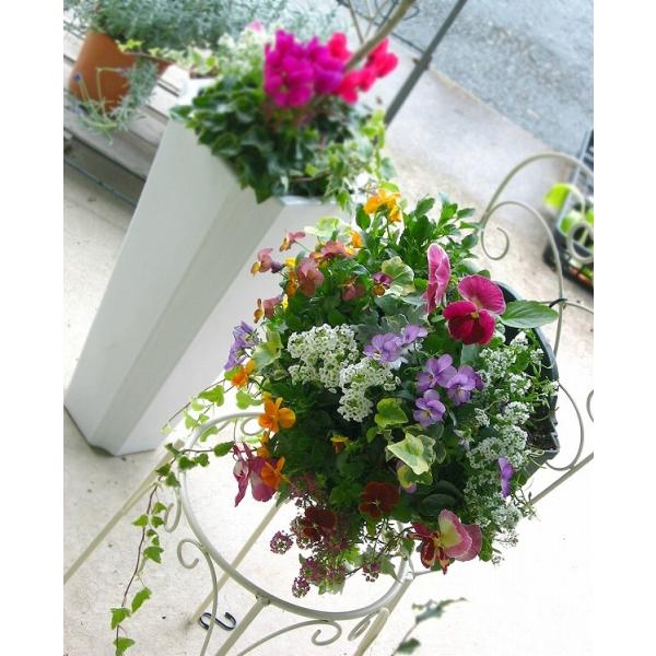 送料無料 パンジー ビオラのハンギングバスケット寄せ植え カシスオレンジ Mサイズアレンジ ハンギング 寄せ植え 秋 冬 セット ギフト 花 フラワー Buyee Buyee Japanese Proxy Service Buy From Japan Bot Online