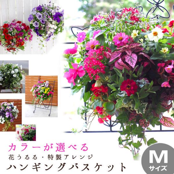 hanaururu_hb-ar-omam hanaururu_hb-ar-omam