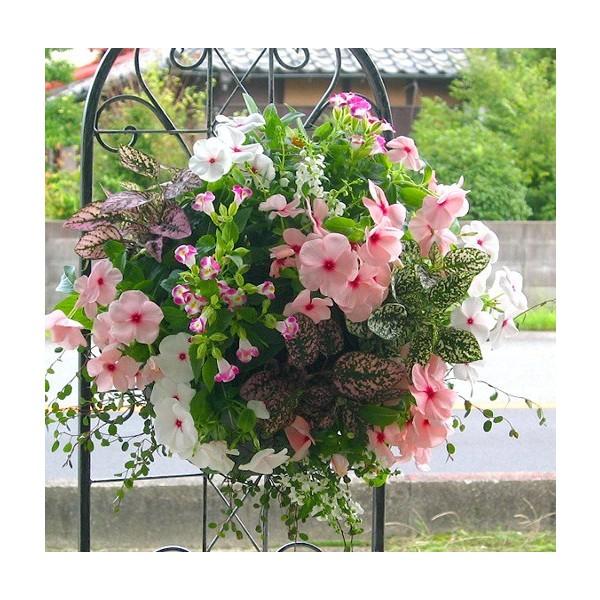 数量限定作品 送料無料 夏のハンギングバスケットの寄せ植え店長アレンジ ピーチ サファイア Hb Ar Pinksafa13 花うるる ハンギング 寄せ植え通販 通販 Yahoo ショッピング