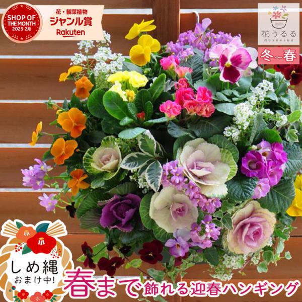 お正月飾り 送料無料 葉牡丹 ハボタン のハンギング寄せ植え 雪花 ゆきはな Mサイズアレンジ 正月 飾り 玄関 花 モダン しめ縄 お歳暮 門松 Hb Habo Yukihana 花うるる ハンギング 寄せ植え通販 通販 Yahoo ショッピング