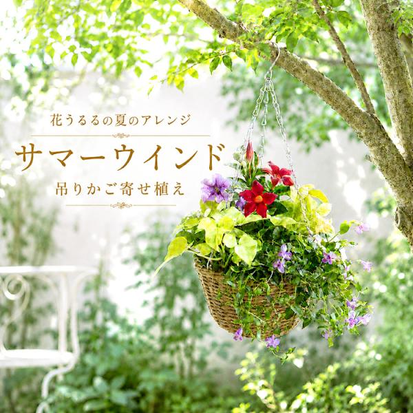 ＼吊るすだけで華やぐ、深紅とライムの夏景色／花うるる 寄せ植え『サマーウインド（吊り下げラタンバスケットM）』ハンギング 吊り鉢 かご色選べる 完成品 夏