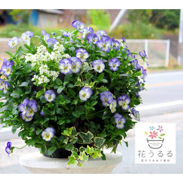 flower 『数量限定・売り尽くし』ビオラのハンギングバスケット寄せ