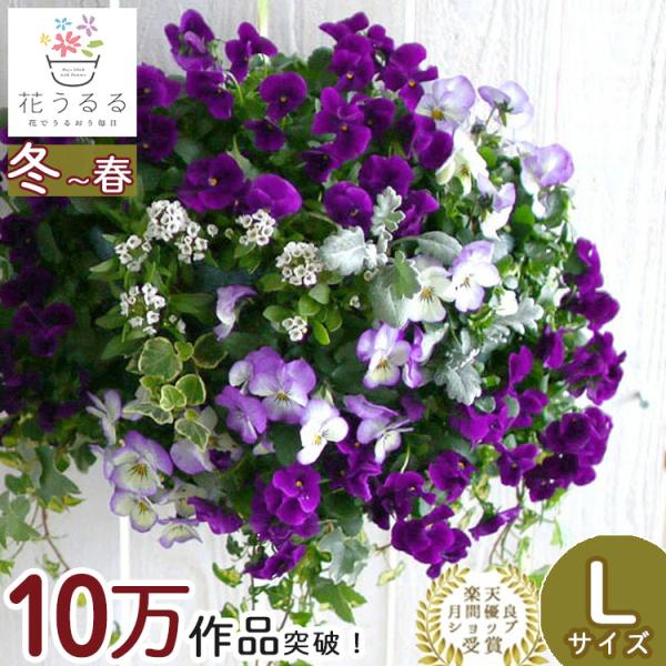 Lサイズ ビオラのハンギングバスケットの寄せ植え アクアブルー プレミアム 開花期 今から初夏まで ハンギング 寄せ植え 秋 冬 春 セット ギフト Hb Pre Aquablue 花うるる ハンギング 寄せ植え通販 通販 Yahoo ショッピング