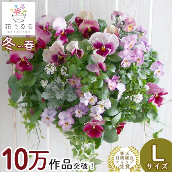 送料無料 Lサイズ パンジー ビオラのハンギングバスケットの寄せ植え いちごショート プレミアム ハンギング 寄せ植え 秋 冬 春 おしゃれ Hb Pre Itigopre 花うるる ハンギング 寄せ植え通販 通販 Yahoo ショッピング