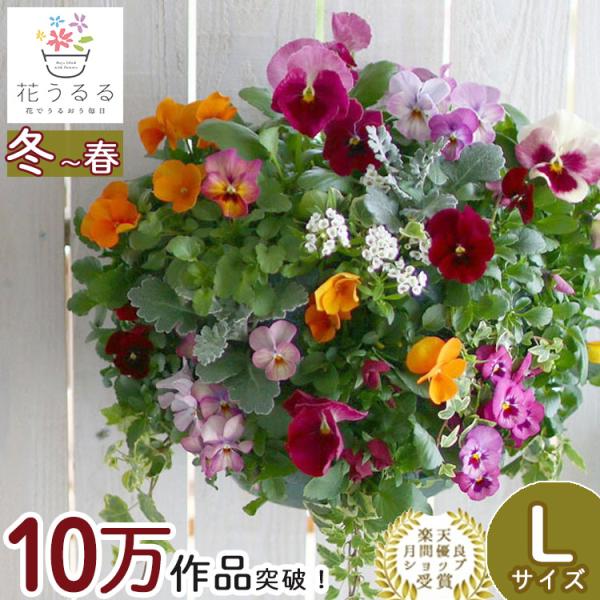 Lサイズ ビオラのハンギングバスケットの寄せ植え カシスオレンジ プレミアム 開花期 今から初夏まで ハンギング 寄せ植え 秋 冬 春 セット ギフト Hb Pre Kasisorange 花うるる ハンギング 寄せ植え通販 通販 Yahoo ショッピング