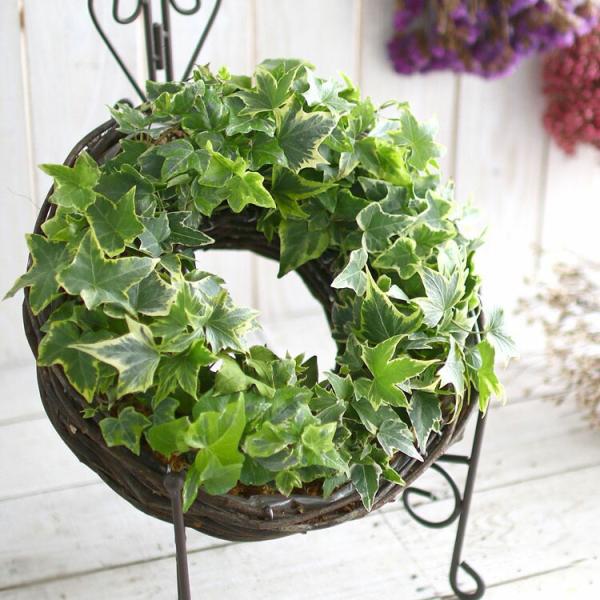 ロングアイビーのナチュラル リング 直径30cmサイズ 室内 屋外 リース 玄関 ヘデラ 苗 蔦 ツタ 観葉植物 リース 誕生日 各種 御祝い 結婚祝いのレビュー クチコミとして参考になる投稿2枚 Roomclip Item
