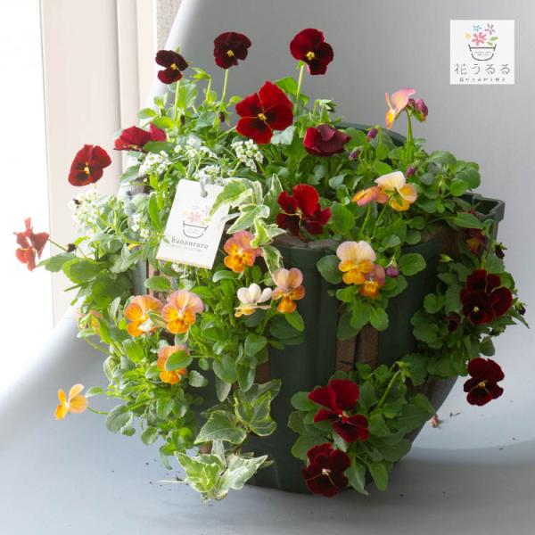 【商品について】 ビオラの寄せ植え作品です。寄せ植えして間もない状態でお届けするため、少しずつ隙間を埋めながら成長し、花を増やしていく様子をお手元で体感できます。 【商品内容】 ・ハンギングバスケット寄せ植え+S字フック１つ・管理方法マニュ...