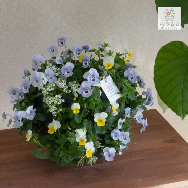 【商品について】 ビオラの寄せ植え作品です。寄せ植えして間もない状態でお届けするため、少しずつ隙間を埋めながら成長し、花を増やしていく様子をお手元で体感できます。 【商品内容】 ・ハンギングバスケット寄せ植え+S字フック１つ・管理方法マニュ...