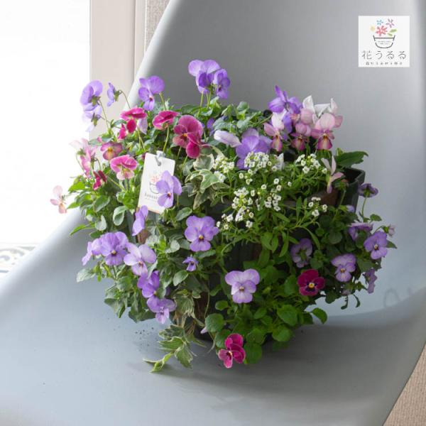 【商品について】 ビオラの寄せ植え作品です。寄せ植えして間もない状態でお届けするため、少しずつ隙間を埋めながら成長し、花を増やしていく様子をお手元で体感できます。 【商品内容】 ・ハンギングバスケット寄せ植え+S字フック１つ・管理方法マニュ...