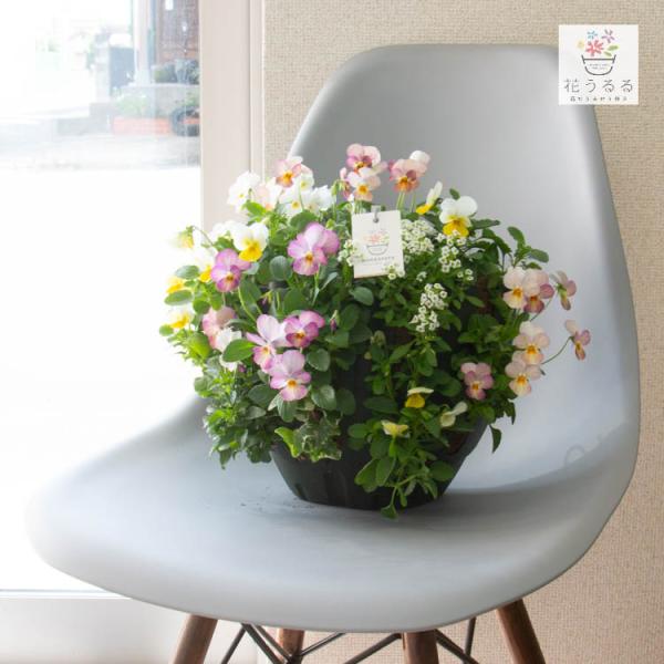【商品について】 ビオラの寄せ植え作品です。寄せ植えして間もない状態でお届けするため、少しずつ隙間を埋めながら成長し、花を増やしていく様子をお手元で体感できます。 【商品内容】 ・ハンギングバスケット寄せ植え+S字フック１つ・管理方法マニュ...