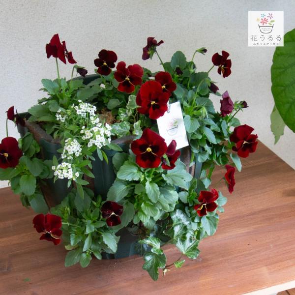 hanaururu_hb-smpl-bio-red