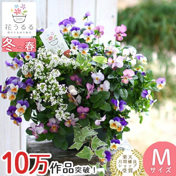 ビオラのハンギングバスケット寄せ植え ブルーレイン シンプル ハンギング 寄せ植え 春 冬 セット ギフト 花 フラワー ガーデニング フェンス プランター Hb Smpl Bluerain 花うるる ハンギング 寄せ植え通販 通販 Yahoo ショッピング