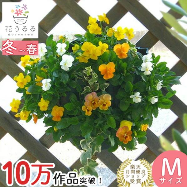 売り尽くし／ビオラのハンギングバスケット 花うるる 寄せ植え [サニー