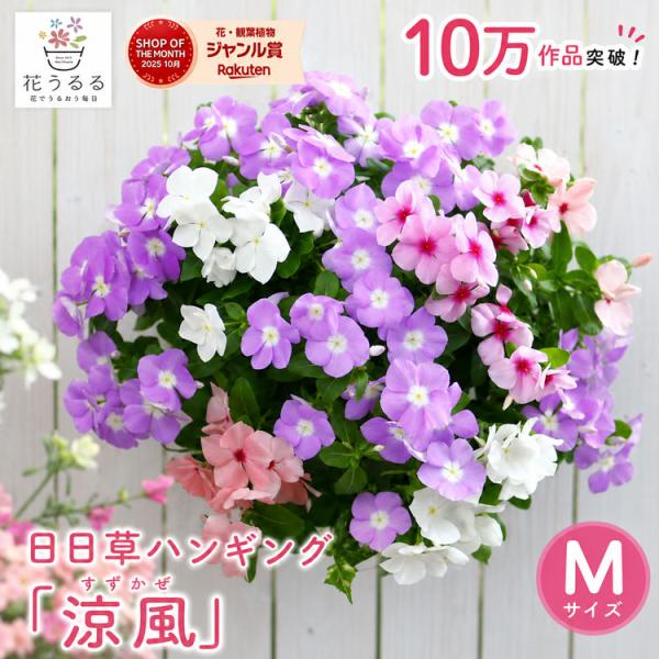数量限定＼炎天下でも次々開花／花うるる ハンギング 寄せ植え ニチニチソウ [涼風](シンプル) ビンカ 日日草 花 日々草 おしゃれ 玄関 夏 秋 ギフト 誕生日