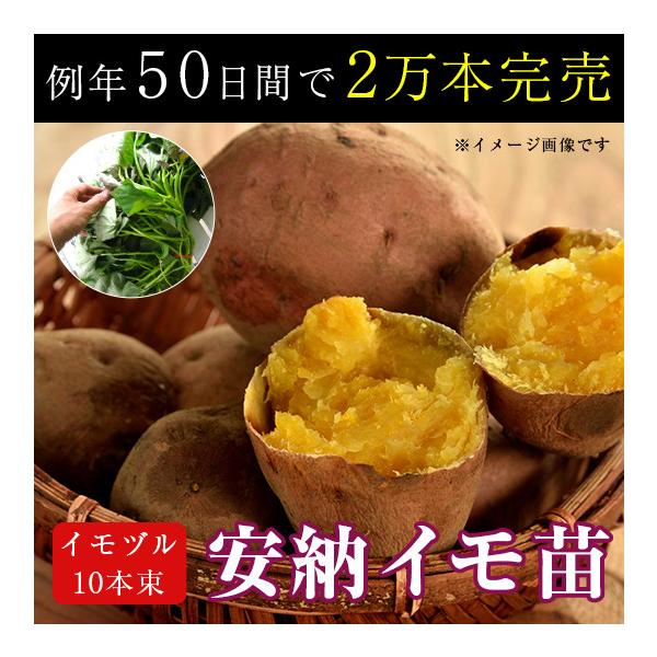 苗 安納芋の人気商品・通販・価格比較 - 価格.com