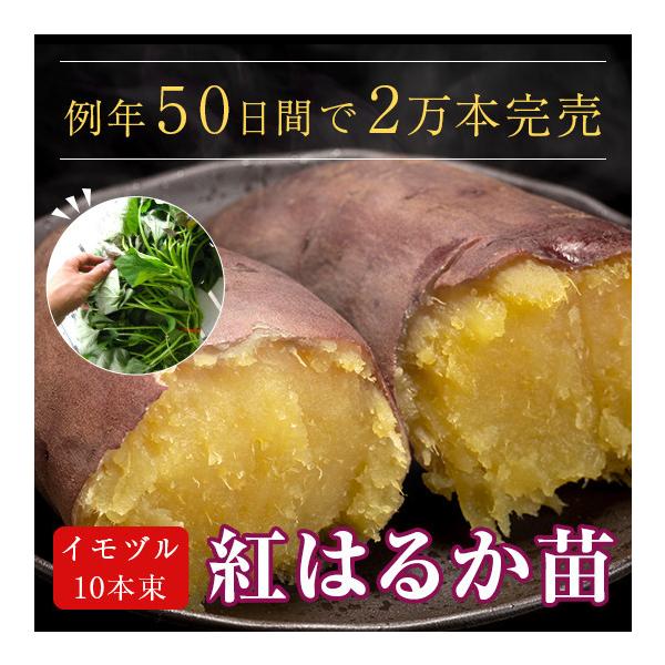 サツマイモ 苗 販売 紅はるか 苗 イモヅル 10本 メール便不可 ベニハルカ べにはるか 紅ハルカ サツマイモ さつまいも 芋づる イモズル Buyee Buyee 提供一站式最全面最专业现地yahoo Japan拍卖代bid代拍代购服务 Bot Online