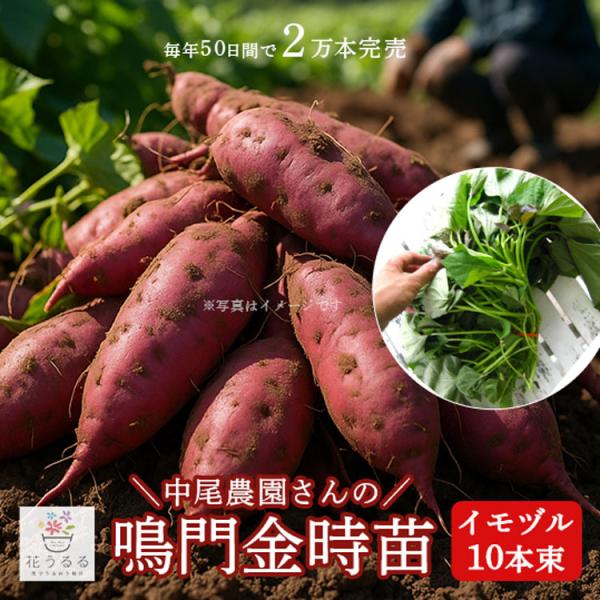 サツマイモ苗 芋づる イモヅル 中尾農園 鳴門金時 10本 / なると金時