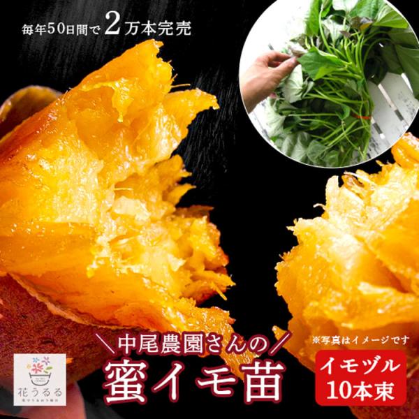 新発売 サツマイモ 苗 販売蜜芋 ミツイモ 苗 イモヅル10本束 ハチミツのような甘さとねっとり食感 サツマイモ さつまいも 芋づる 苗 イモヅル 苗 Buyee Buyee 日本の通販商品 オークションの代理入札 代理購入