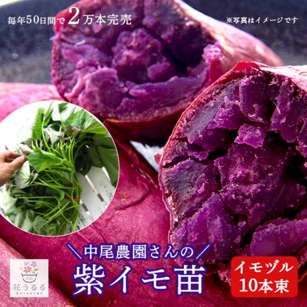パープルスイート紫芋苗300本セール パープルスイート紫芋苗300本セール パープルスイート紫芋苗300