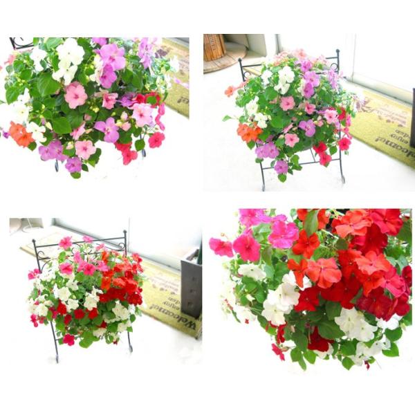 明るい日陰が最適 ハンギングバスケット の寄せ植えインパチェンスmix 寄せ植え ハンギングバスケット 鉢植え Buyee 日本代购平台 产品购物网站大全 Buyee一站式代购 Bot Online