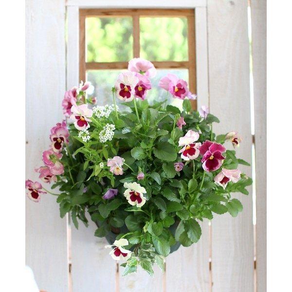 パンジー ビオラのハンギングバスケット寄せ植え いちごショート シンプル ハンギング 寄せ植え 春 冬 セット ギフト 花 フラワー 19 寄植え Buyee Buyee 日本の通販商品 オークションの代理入札 代理購入