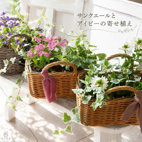 ＼育つほど豪華に咲く夏花バスケット／サンク・エールとアイビーの寄せ植え『選べるバスケット』完成品 夏 秋 誕生日 ギフト プレゼント 女性 サントリー 花苗