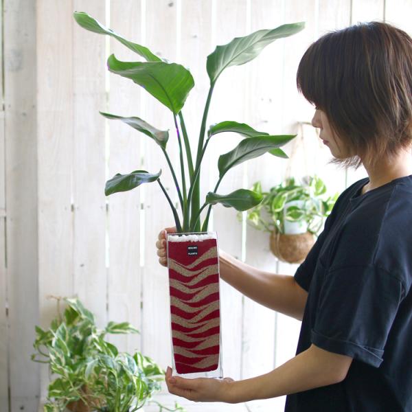 現品限り 売り尽くし 観葉植物 ストレリチア オーガスタ ガラス鉢 サンドアート ガラス モダン 開店祝い 送料無料 リビング インテリア 法人 安心の実績 高価 買取 強化中 おしゃれ