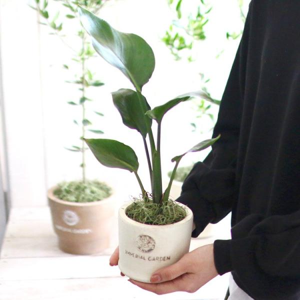 観葉植物　ストレチアオーガスタ　鉢あり hanaururu_kan-augu04-toukimini