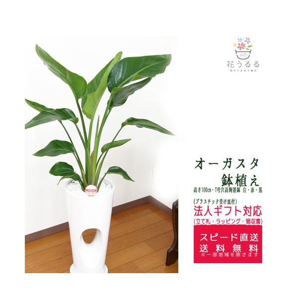 観葉植物 ストレリチア・オーガスタ7号穴高陶器鉢 高さ約1m augu07