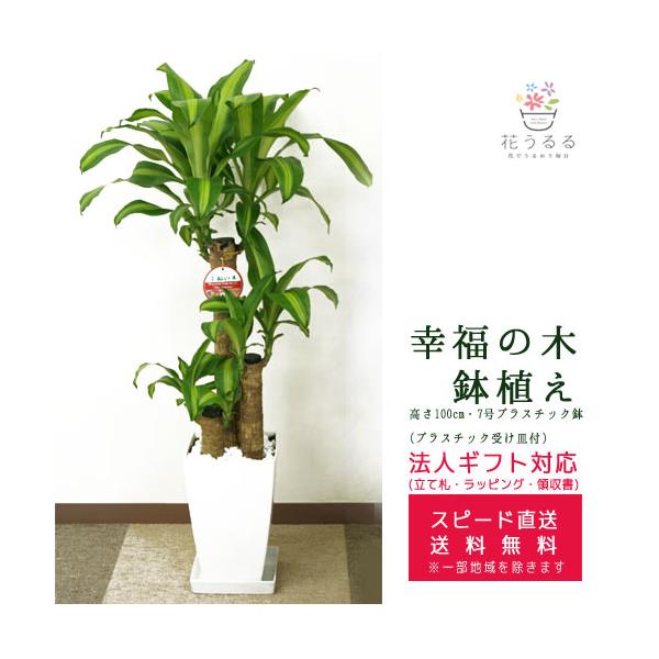 観葉植物 幸福の木 7号の人気商品 通販 価格比較 価格 Com
