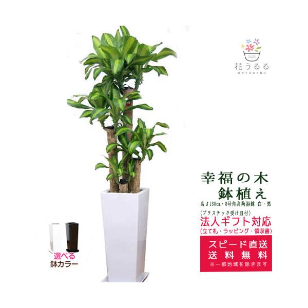 アジアン 観葉植物の人気商品 通販 価格比較 価格 Com