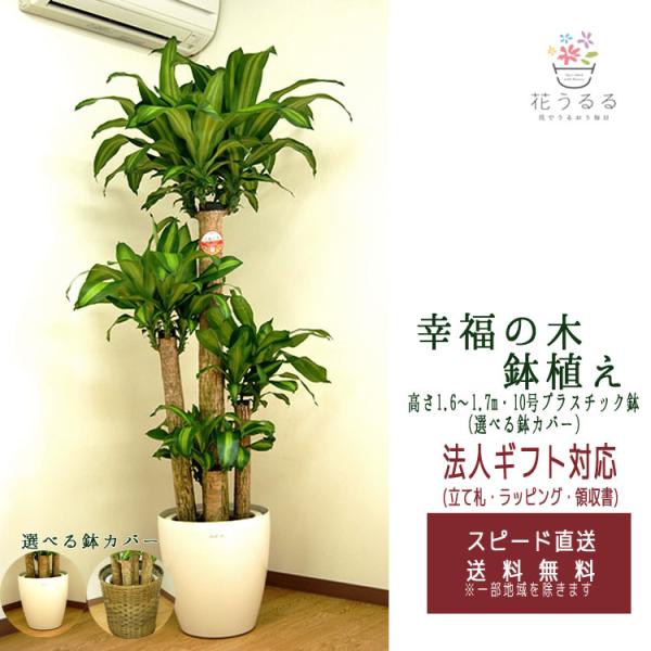 観葉植物 幸福の木10号 プラスチック鉢 選べる鉢カバー 2種 高さ約1.8m
