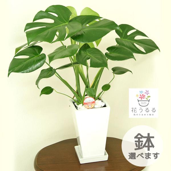 観葉植物 モンステラ6号 選べる鉢 5種類 高さ約60cm『kan-mons06』開店