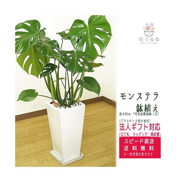 観葉植物 モンステラ7号角高陶器鉢 白 高さ約85cm Mons07 002 大型 開店祝い 誕生日 新築祝い 引越祝い モダン 送料無料 スクエア お歳暮