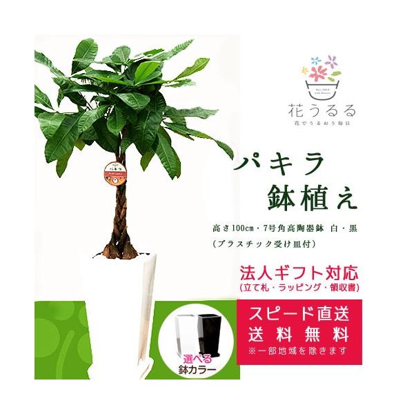 観葉植物 パキラ7号角高陶器鉢 白 黒 高さ約100cm 大型 開店祝い 新築祝い 誕生日プレゼント 引越し祝い インテリア アジアン モダン スクエア 送料無料 Theatrefortantoine Com