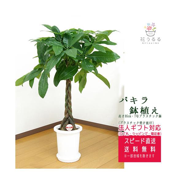 観葉植物 パキラ 7号 プラスチック鉢 高さ約95 『pach07-007』大型
