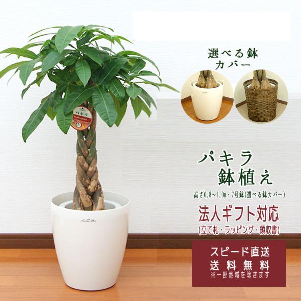 観葉植物 パキラ 7号 プラスチック(鉢カバー付き) 高さ約80〜100cm